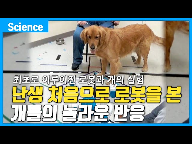 [ENG sub] The amazing reaction of dogs when the robot gave the dog commands