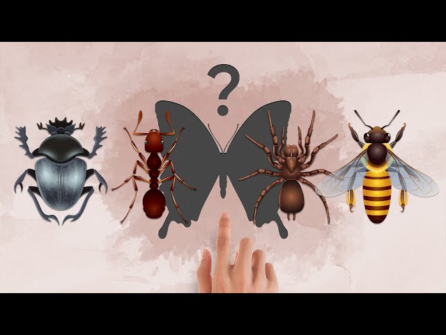 🐞 Insects (puzzle)