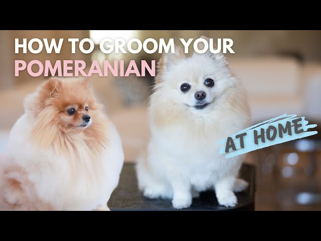 How To Groom Your Pomeranian At Home