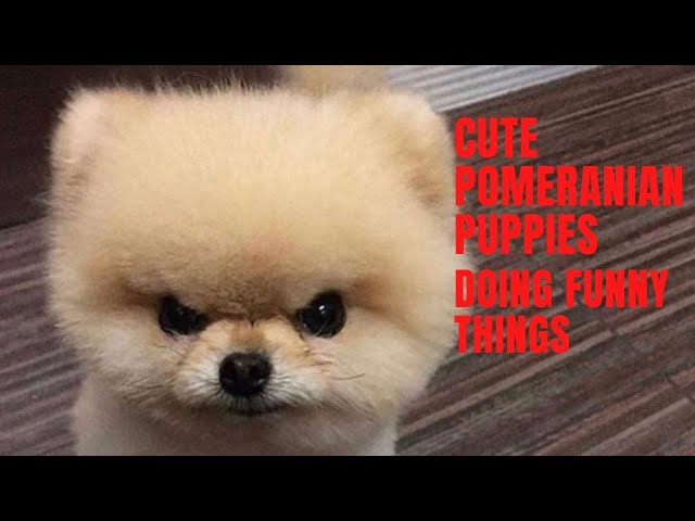 Cute and funny teacup Pomeranian puppies videos compilation | Try Not to laugh funny Puppies Videos