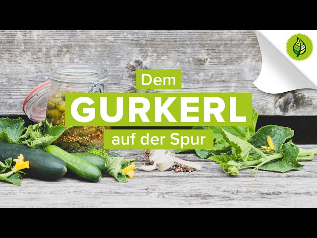 Der Weg des GURKERLS in Österreich - Teaser