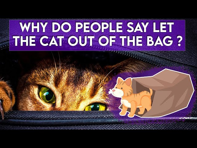 Why Do People Say Let the Cat Out of the Bag ?