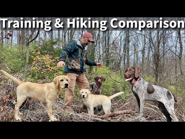 Labrador Retriever & German Shorthaired Pointer | Obedience Training and Hiking Comparison