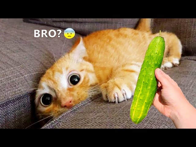 Funniest Animals 😂 New Funny Cats and Dogs Videos 😻🐶 Part 15
