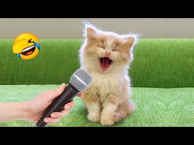 New Funny Animals 😅 Funniest Cats and Dogs Videos 😹🐶 Part 3
