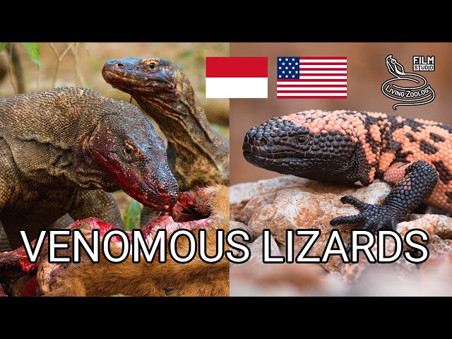 Venomous lizards, Gila monster feeds on eggs, Komodo dragons feed on deer and buffalo, wild reptiles