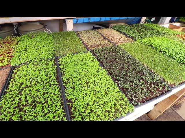 Conquer Microgreen Farming Challenges Like A PRO!