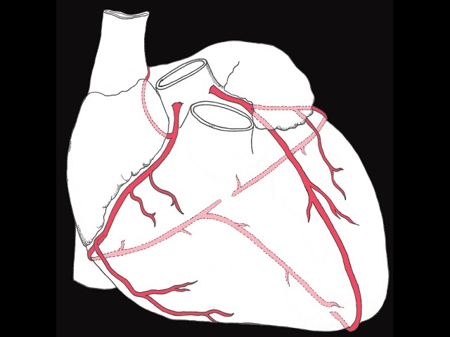Coronary circulation of the heart