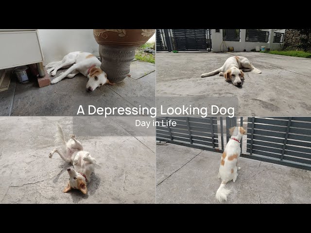 A depressed looking dog's day in life - Vlog