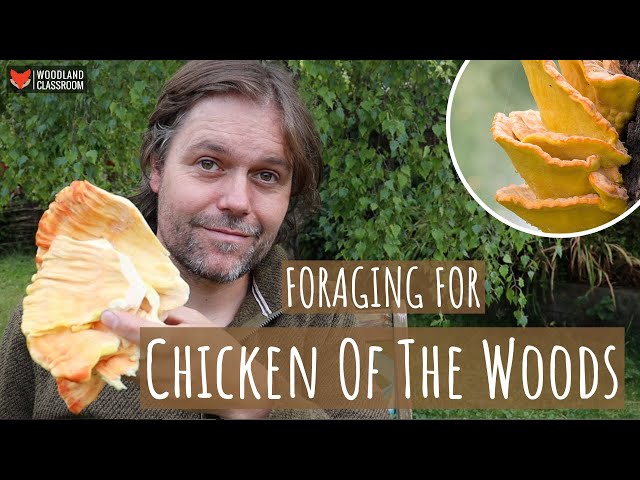 Chicken of the Woods (Wild Food & Foraging)