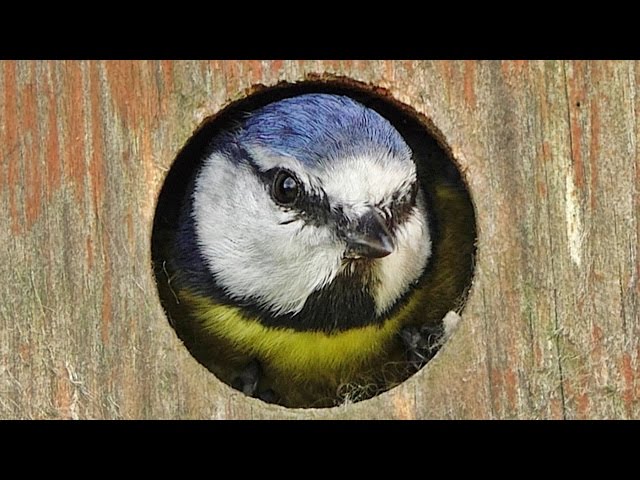 Bird Sounds and Video - Blue Tit Bird Box - One Hour Screensaver