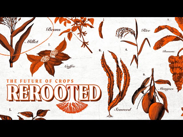 Introducing: Rerooted