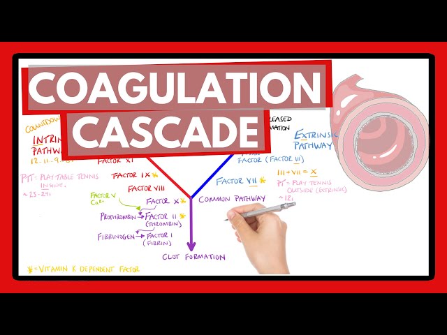 Coagulation Cascade - Easy Way To Remember Intrinsic vs Extrinsic Pathways | PT or PTT?