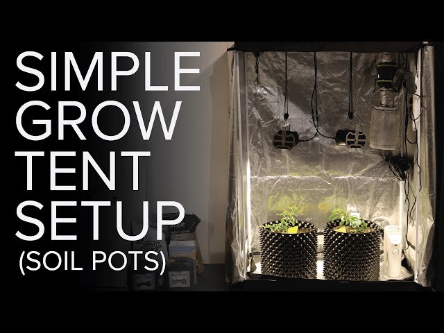Basic grow tent setup with soil pots