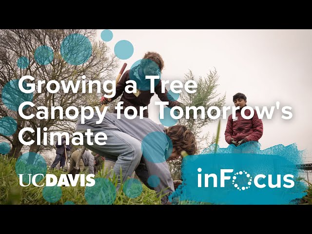 How UC Davis is Growing a Tree Canopy for Tomorrow's Climate
