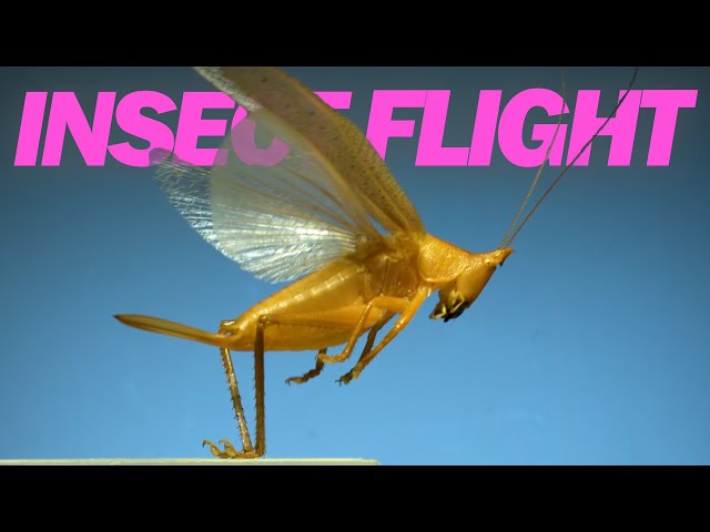 Insects in flight | 11 incredible species in SLOW MOTION