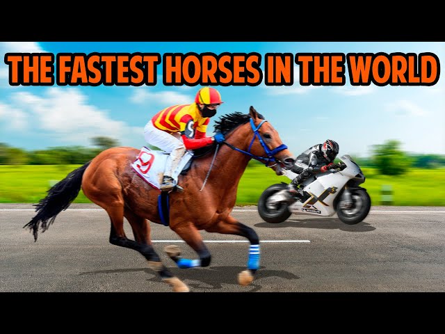 The FASTEST HORSES In The World 🐎