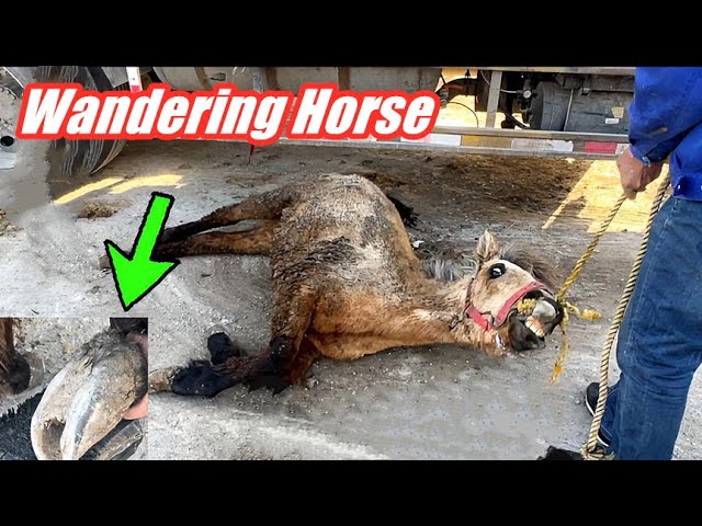 Rescue this homeless horse that is tortured by hooves!Its hooves are deforming crazily