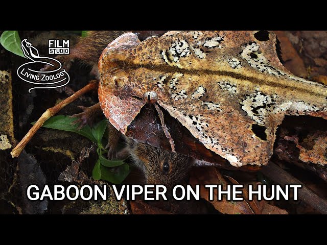 Deadly venomous Gaboon viper (Bitis gabonica) kills mice in the African rainforest, snake hunt