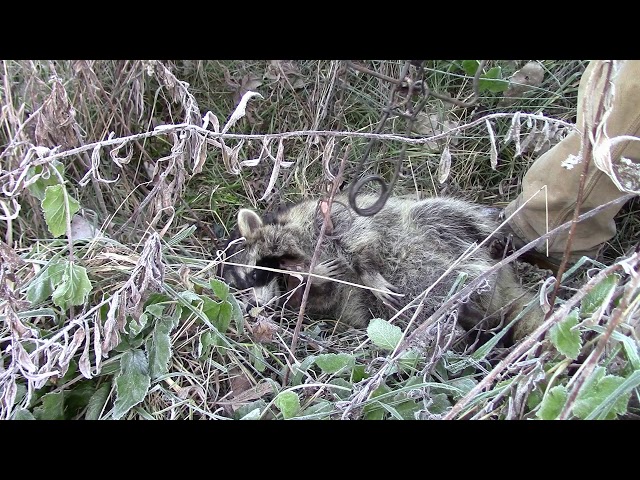 Why Telephone Poles Are So Good For Trapping Coons