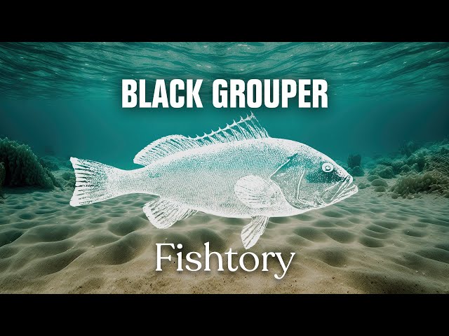 Catching Black Grouper: Everything You Need To Know | Fishtory