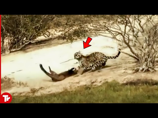 Jaguar Attacks Otter and Quickly Pays Full Price