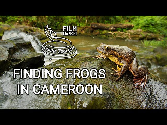 Finding Frogs in Cameroon (wildlife documentary by Living Zoology)