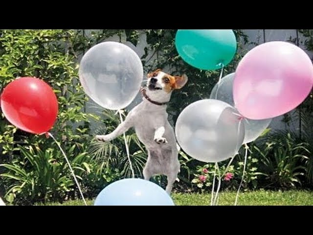 What's Happening When Dogs Play With Balloons?