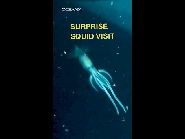 Surprise Squid Visit on Shipwreck Dive