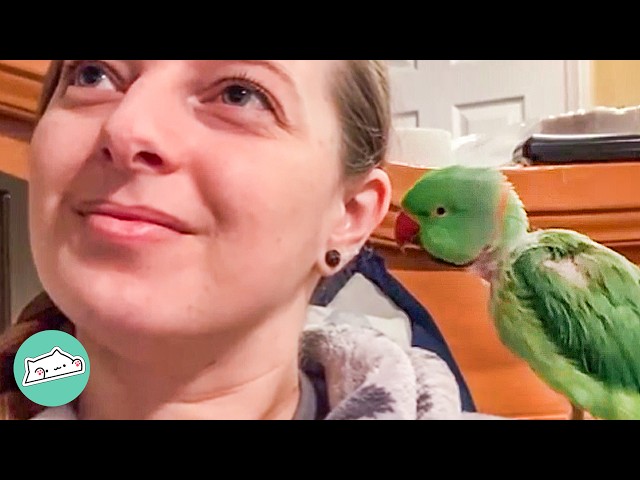Tiny Parrot Started Talking Like An Old Lady. Everyone's Confused | Cuddle Buddies