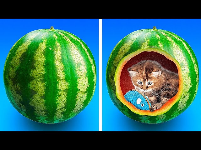 34 Simple Crafts For Your Lovely Pets