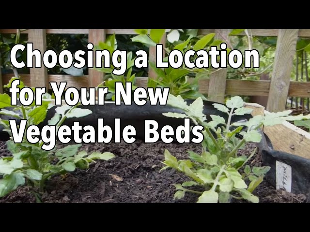 Choosing a Location for Your New Vegetable Beds