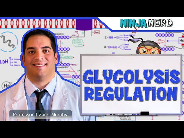 Metabolism | Regulation of Glycolysis