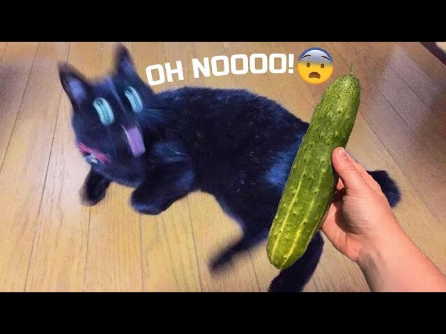 LOL 😹 1 Hour Trending Of  Funniest Cats and Dogs 😺🐶 |Aww Pets