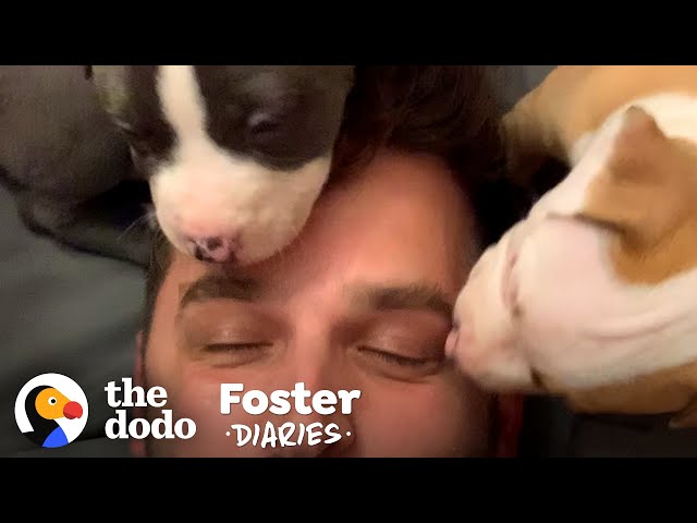 Hikers Find A Mama Dog Giving Birth | The Dodo Foster Diaries