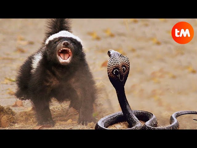 10 Most RUTHLESS ANIMALS In The ANIMAL KINGDOM🦨😱