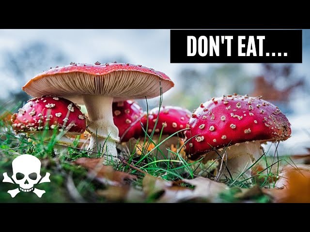 10 Most Dangerous Mushrooms That You Must Avoid At All Cost