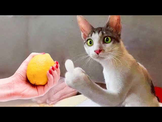Funniest Animals 🤩 New Funny Cats and Dogs Videos 😺🐶 Part 4