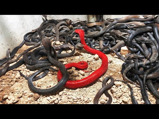 Rarest Snakes in the World