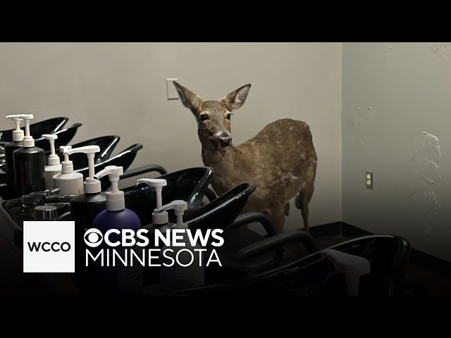 Video shows deer jumping through Minnesota salon window