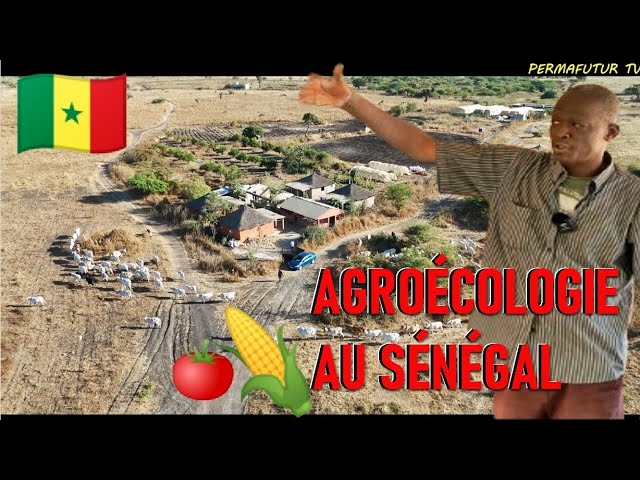FERME AGROÉCOLOGIQUE = AUTONOMIE LOCALE et éthique ?? avec Masse Mbaye #permaculture