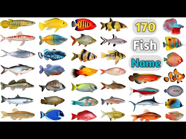 Fish Name ll 170 Fishes Name In English With Pictures ll All Fish Name ll Fishes Photo