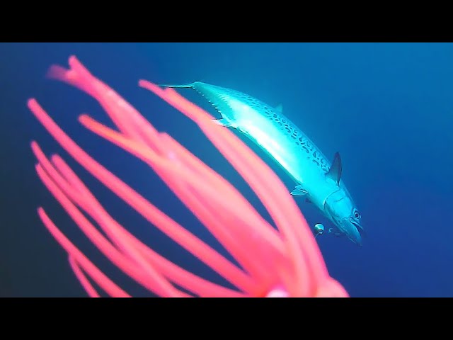 Unlimited Mackerel! EPIC Underwater Footage