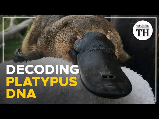 Why are platypuses so weird?