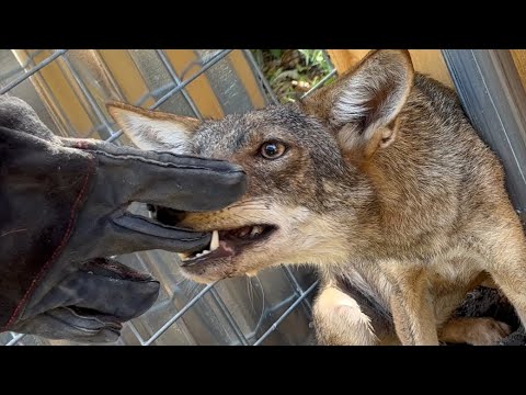 Catching the Coyote who ate my Chickens. (By Hand)