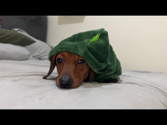 Mini dachshund bed zoomies