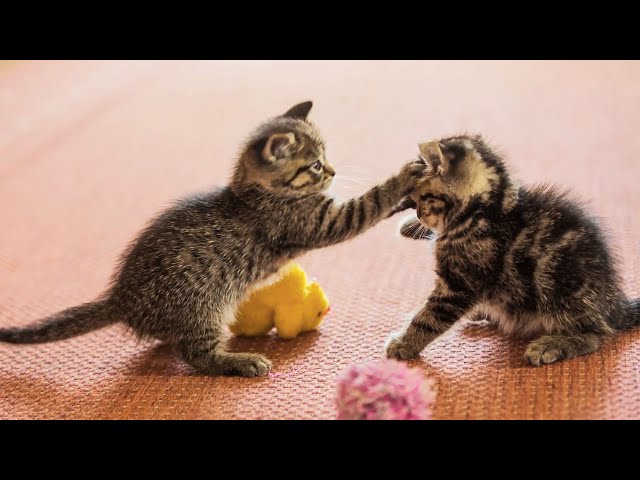 20 Minutes of Adorable Kittens 😍 | BEST Compilation