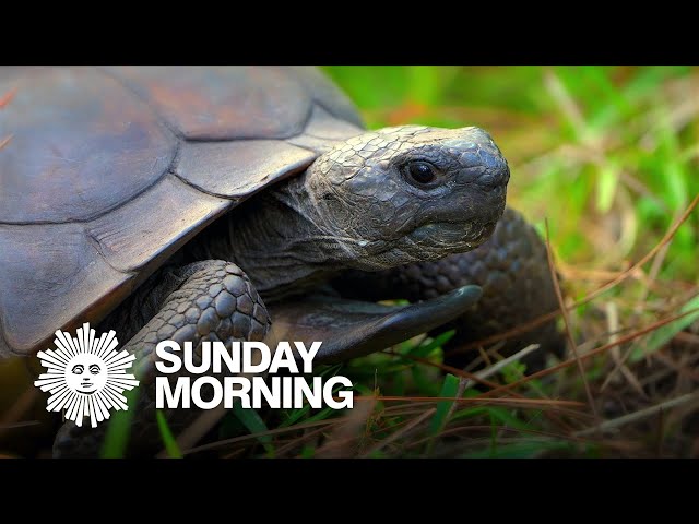 Nature: Gopher tortoises in Florida