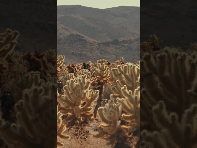 How the Desert Tackles Climate Change| Earth Focus | PBS SoCal