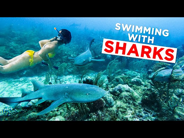 SWIMMING WITH SHARKS in Belize (San Pedro)